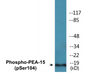 Western blot analysis of extracts from COS7 cells treated with TNF 20ng/ml 5', using PEA-15 (Phospho-Ser104) Antibody.
 
