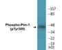 Western blot analysis of extracts from HuvEc cells treated with PMA 125ng/ml 30', using Pim-1 (Phospho-Tyr309) Antibody.
 
