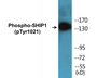 Western blot analysis of extracts from HepG2 cells treated with TNF 200NG/ML 30', using SHIP1 (Phospho-Tyr1021) Antibody.
 
