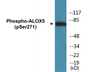 Western blot analysis of extracts from HuvEc cells, using Arachidonate 5 Lipoxygenase (Phospho-Ser271) Antibody.