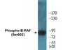 Western blot analysis of extracts from NIH-3T3 cells treated with EGF 200ng/ml 30', using B-RAF (Phospho-Ser602) Antibody.