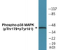 Western blot analysis of extracts from A549 cells treated with etoposide 25uM 24hours, using p38 MAPK (Phospho-Thr179+Tyr181) Antibody.