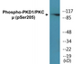 Western blot analysis of extracts from NIH-3T3 cells treated with Anisomycin 25ug/ml 30', using PKD1/PKC mu (Phospho-Ser205) Antibody.