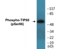 Western blot analysis of extracts from Jurkat cells, using TIP60 (Phospho-Ser86) Antibody. 