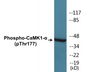 Western blot analysis of extracts from K562 cells treated with insulin 0.01U/ml 15' and Jurkat cells treated with insulin 0.01U/ml 15', using CaMK1-alpha (Phospho-Thr177) Antibody.