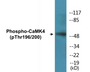 Western blot analysis of extracts from K562 cells treated with H2O2 100uM 30', using CaMK4 (Phospho-Thr196/200) Antibody.