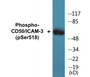 Western blot analysis of extracts from HepG2 cells treated with TNF, using CD50/ICAM-3 (Phospho-Ser518) Antibody.