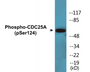 Western blot analysis of extracts from 293 cells treated with UV 15', using CDC25A (Phospho-Ser124) Antibody. 