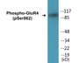 Western blot analysis of extracts from HepG2 cells treated with Forskolin 40nM 30', using GluR4 (Phospho-Ser862) Antibody.