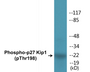 Western blot analysis of extracts from HeLa cells, HepG2 cells and COLO cells, using p27 Kip1 (Phospho-Thr198) Antibody.
