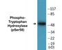 Western blot analysis of extracts from 293 cells treated with paclitaxel 1uM 24h, using Tryptophan Hydroxylase (Phospho-Ser58) Antibody.