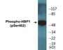 Western blot analysis of extracts from A549 cells treated with PMA 125ng/ml 30', using HBP1 (Phospho-Ser402) Antibody.