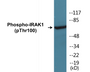 Western blot analysis of extracts from Jurkat cells treated with heat shock, using IRAK1 (Phospho-Thr100) Antibody.