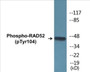 Western blot analysis of extracts from COS7 cells treated with H2O2 100uM 30', using RAD52 (Phospho-Tyr104) Antibody.