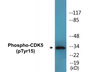 Western blot analysis of extracts from COS7 cells treated with EGF 200ng/ml 30' and 293 cells treated with H2O2 100u, 15mins, using CDK5 (Phospho-Tyr15) Antibody.