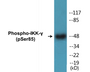 Western blot analysis of extracts from HepG2 cells treated with Anisomycin 0.5uM 5h, using IKK-gamma (Phospho-Ser85) Antibody.