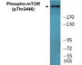 Western blot analysis of extracts from NIH-3T3 cells treated with Insulin 0.01U/ml 15', using mTOR (Phospho-Thr2446) Antibody.