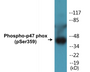 Western blot analysis of extracts from HeLa cells treated with nocodazole 1ug/ml 18h, using p47 phox (Phospho-Ser359) Antibody.