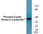 Western blot analysis of extracts from HeLa cells and Jurkat cells, using Casein Kinase II alpha (Phospho-Tyr255) Antibody.