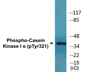 Western blot analysis of extracts from HuvEc cells, using Casein Kinase I alpha (Phospho-Tyr321) Antibody.