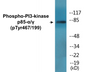 Western blot analysis of extracts from COS7 cells treated with H2O2 100uM 30', using PI3-kinase p85-alpha/gamma (Phospho-Tyr467/199) Antibody.