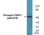 Western blot analysis of extracts from 293 cells treated with paclitaxel 1uM 24h, using Telomeric Repeat Binding Factor 1 (Phospho-Ser219) Antibody.