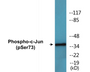 Western blot analysis of extracts from HuvEc cells treated with TNF 20ng/ml 5' and K562 cells treated with TNF 20ng/ml 5', using c-Jun (Phospho-Ser73) Antibody.