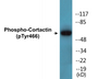 Western blot analysis of extracts from 293 cells, using Cortactin (Phospho-Tyr466) Antibody.