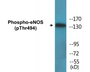 Western blot analysis of extracts from Jurkat cells, using eNOS (Phospho-Thr494) Antibody.