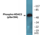 Western blot analysis of extracts from LOVO cells, using HDAC2 (Phospho-Ser394) Antibody.
