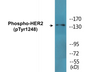 Western blot analysis of extracts from HepG2 cells treated with PMA 125ng/ml 30', using HER2 (Phospho-Tyr1248) Antibody.