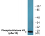 Western blot analysis of extracts from NIH/3T3 cells and HepG2 cells, using Histone H3.1 (Phospho-Ser10) Antibody.