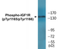 Western blot analysis of extracts from 293 cells treated with Insulin, using IGF1R (Phospho-Tyr1165/Tyr1166) Antibody. 