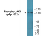 Western blot analysis of extracts from A549 cells , using JAK1 (Phospho-Tyr1022) Antibody.