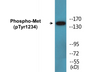 Western blot analysis of extracts from HuvEc cells and COS7cells, using Met (Phospho-Tyr1234) Antibody.