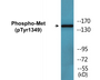 Western blot analysis of extracts from HepG2 cells, using Met (Phospho-Tyr1349) Antibody.
