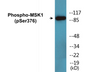Western blot analysis of extracts from HuvEc cells treated with PMA 125ng/ml 30', using MSK1 (Phospho-Ser376) Antibody.