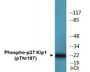 Western blot analysis of extracts from HeLa cells treated with EGF or IFN-α, using p27 Kip1 (Phospho-Thr187) Antibody.