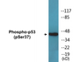 Western blot analysis of extracts from COLO cells, using p53 (Phospho-Ser37) Antibody.