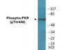 Western blot analysis of extracts from NIH-3T3 cells treated with IFN 2500U/ml 30', using PKR (Phospho-Thr446) Antibody.