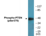 Western blot analysis of extracts from HeLa cells treated with Vanadate, using PTEN (Phospho-Ser370) Antibody.