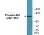 Western blot analysis of extracts from K562 cells, using Ret (Phospho-Tyr1062) Antibody.