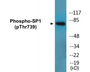 Western blot analysis of extracts from COS7 cells treated with serum 20% 15', using SP1 (Phospho-Thr739) Antibody.