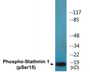 Western blot analysis of extracts from 293 cells, using Stathmin 1 (Phospho-Ser15) Antibody.