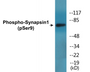 Western blot analysis of extracts from 293 cells treated with PMA 200nM 30', using Synapsin (Phospho-Ser9) Antibody.