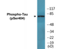 Western blot analysis of extracts from 293 cells treated with UV, using Tau (Phospho-Ser404) Antibody.