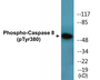 Western blot analysis of extracts from LOVO cells treated with UV 15', using Caspase 8 (Phospho-Tyr380) Antibody.