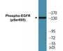 Western blot analysis of extracts from HeLa cells treated with TSA 400nM 24H, using EGFR (Phospho-Ser1026) Antibody.