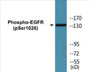 Western blot analysis of extracts from HeLa cells treated with TSA 400nM 24H, using EGFR (Phospho-Ser1026) Antibody.