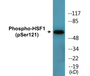 Western blot analysis of extracts from Jurkat cells treated with TNF 2500U/ML 30', using HSF1 (Phospho-Ser121) Antibody.